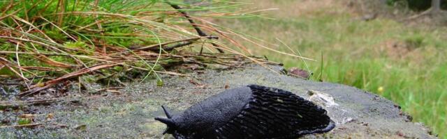 Biogaasitehas: Lusitaania teeteod sobivad hästi biogaasi tootmiseks