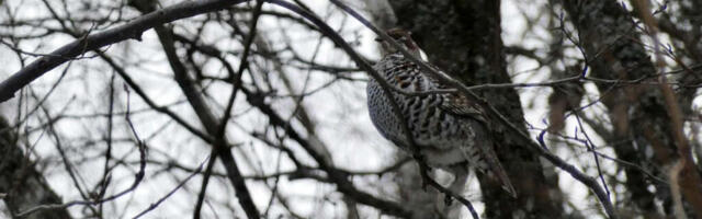 EESTI KATSETAB OHUSTATUD LINDUDE KAITSEKS VÄIKEKISKJATE OHJAMIST