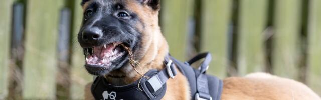 VIDEOLUGU | Uus lend teenistuskoeri alustas õpingutega. Kuidas kutsikatel läheb?