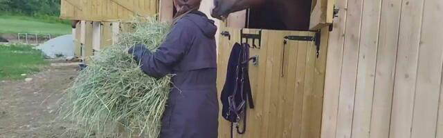 Rapla Hobutalu võitleb tuule ja väsimusega