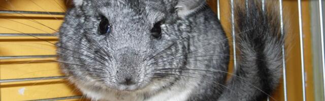 Leedu keelab karusloomakasvatuse, farmerid saavad hüvitisi