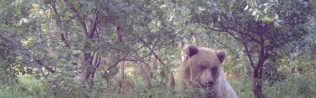 VIDEO | Karu käis õunaraksus ja tabati otse teolt