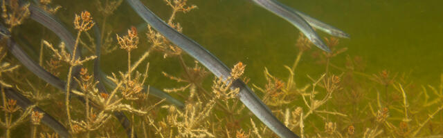 Keskkonnaamet andis ühekordse loa klaasangerjate asustamiseks 