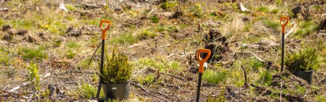 Riigimets uueneb: Järvamaal pannakse kasvama üle miljoni puu