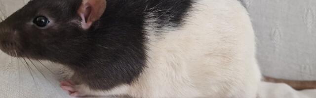 Mida näevad rotid unes? Teadlased on leidnud ootamatuid fakte nende loomade elust