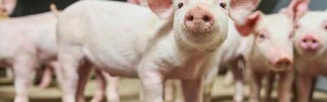 VÕTA OSA | Maamessil toimub seakisa imiteerimise karikavõistlustel