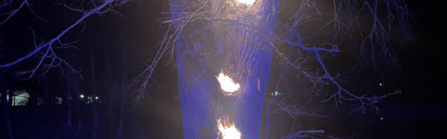 Pidutsejad panid puu põlema