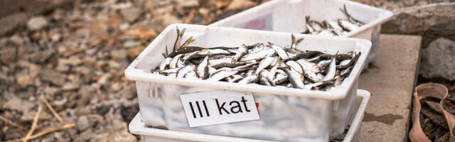 Avatud kalasadamate päevast võttis osa ligi 16 000 külastajat