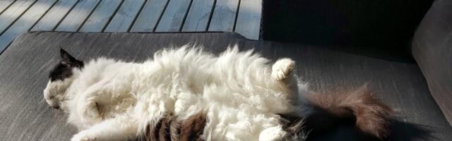 Viimsilased jauravad kasside vabakäiguõiguse üle