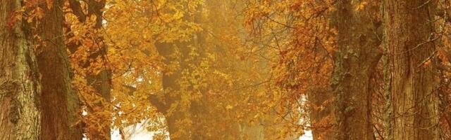 VANA VASK! Siim Kallas Tammede pargist: „Väga piinlik on, et seda sai lubatud ja seda ei ole“