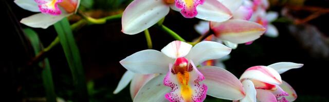 Tartu Ülikooli botaanikaaia orhideekonkurss ootab osalejaid