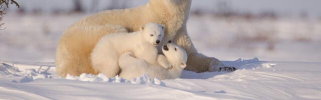 27. VEEBRUARI LUGU | Kellele lüüakse hingekella?