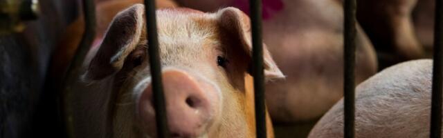 Lääne-Virumaa seakasvataja: kindlasti kõik tootjad enam ei jätka, vaid pigem lõpetavad