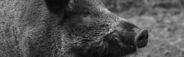 Jahimeeste ja riigi koostöö andis tulemuse — metssigade küttimine kasvas kaks korda