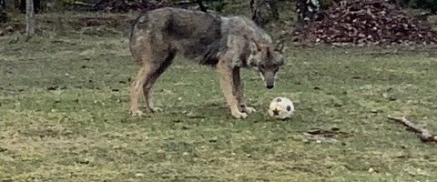 FOTO | Läänemaal tuli hunt koduhoovi ning ennekõike võlus teda jalgpall. Hundiekspert räägib, mis võis noore looma inimeste ligi meelitada
