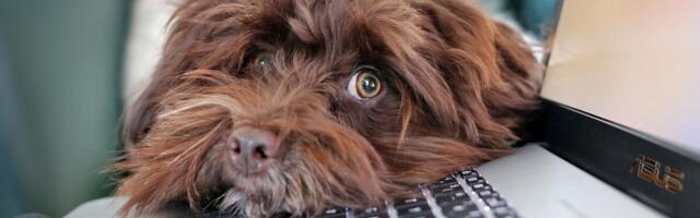 Kõige ihaldusväärsemate tööandjate kümme omadust. TOPis enamasti IKT-firmad