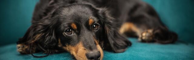 Testitud: koristamise supernipp, millega peaks kursis olema iga lemmikloomaomanik