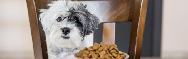 Mida koertele meeldib süüa?