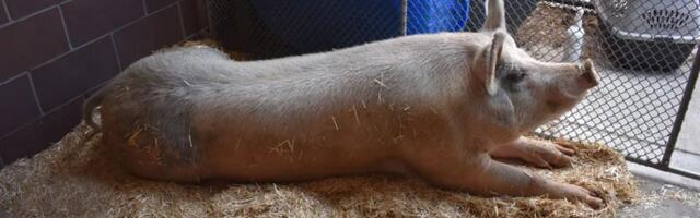 8 inimest ja 5 tundi hiljem: siga Fred püüti pärast päevi kestnud pahategusid lõpuks kinni