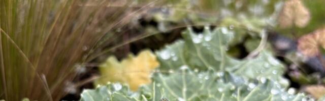 AHTO ILMAJUTUD | Sügis läheb sügise nägu