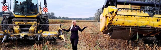 Uued tuuled Eesti teraviljakasvatuses - maisi koristamine teraks