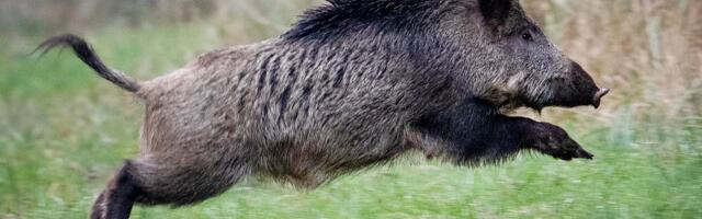 Metssigade arvukus Muhus väheneb