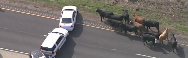 Reporter: Kummuli paiskunud koolibuss ja teele jooksnud lehmad