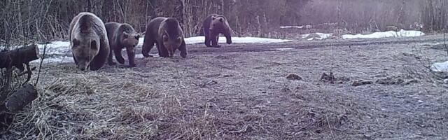 Raplamaal tohib küttida 3 karu