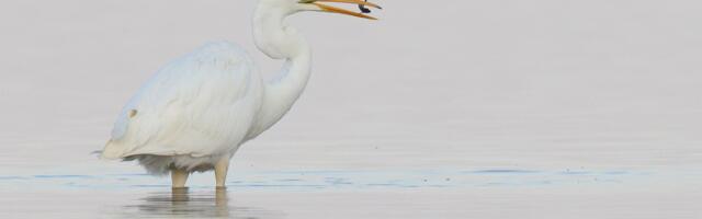 Kilvar Kessler NÄDALA FOTO