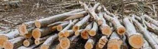 Kogukonnametsa raietööde arutelu Kehras