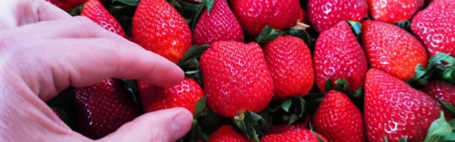 CVKeskus paljastab reaalsuse: maasikakorjajaks kandideerib üle 100 inimese ametikohale