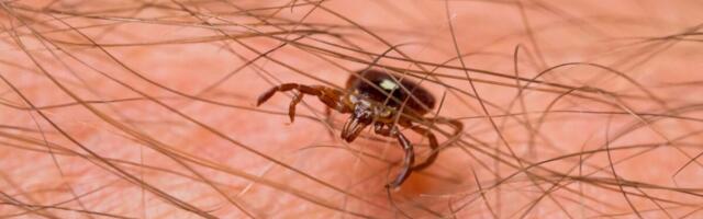 Iga viies uuritud puuk kandis mitut haigust