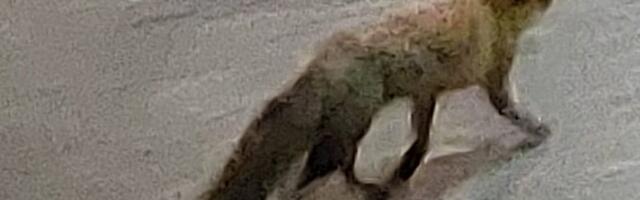 FOTOD | Sikupilli kandis luusib ringi noor mänguhimuline rebasekutsikas