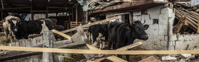 Ukraina sõjas on hukka saanud üle 10 miljoni karilooma. Kõigele vaatamata piima- ja lihatööstus õitseb