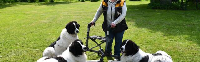 Rulaatoriga võistlusareenile? Jah! Enneaegsena sündinud naine harrastab liikumispuude kiuste koerasporti