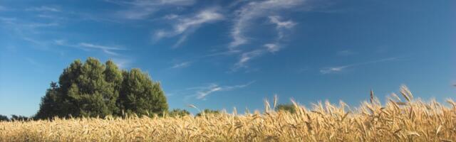 AJA VIIDE: rahvalik sõnademäng augustist