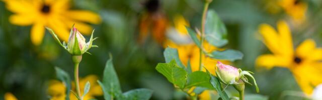 SÜGISILMA KOKKUVÕTE | Suvine kuumus, kõrged hanged, novembrikuu äike