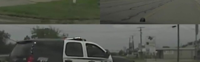 Reporter: Politsei oli sunnitud karja juurest plehku pannud lehma püüdma