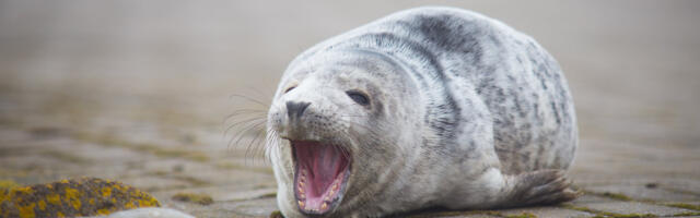 Keskkonnaamet palub hülgepoegadele rahu anda