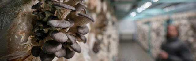 Läänemaa metsatalu kartulikeldrist välja kasvanud seeneäri ajab niidistikku Aasiasse