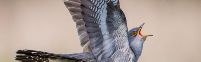 Järgmise aasta lind on kägu