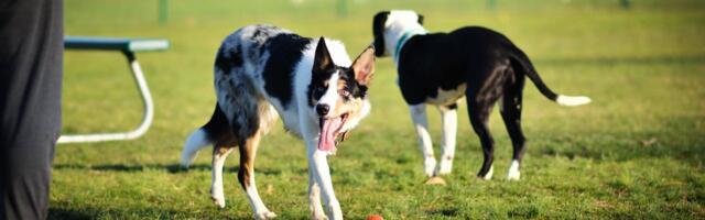 Viljandis Valuoja orus asuv koertepark suletakse hooldustöödeks