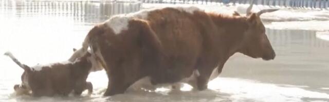 VIDEO | Looduskatastroof Kasahstanis: linnad on vee all, uppunud on 8000 põllumajanduslooma