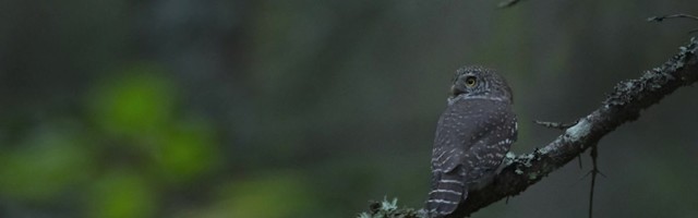 Reporter: Selgusid "Vereta Jaht 2020" võitjad