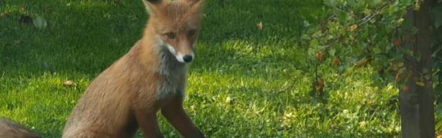 VIDEOD | Viljandi linna elanik jäädvustas enda koduaiast tikreid varastanud rebase