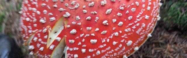 MEEDIAVALVUR: „novitšoki“ asemel „muhomortšik“?