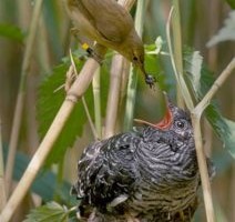 A. D. 2020 mikroskoobi all