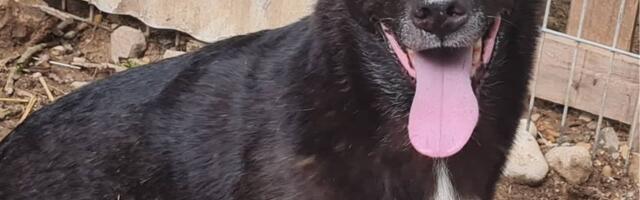 Varjupaikade MTÜ selle nädala staar on 5+ koer Pontu Valga varjupaigast