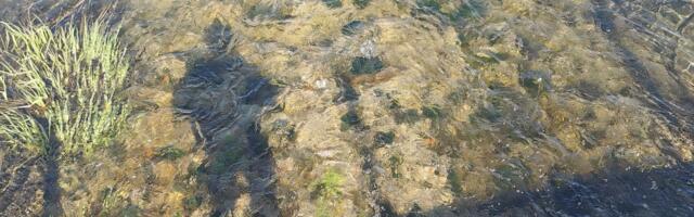 NÄDALA LUULETUS ⟩ Johannes Luht: päike ei kustu eal