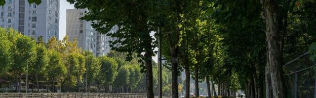 Tänavapuud õilmitsevad veelekete arvel